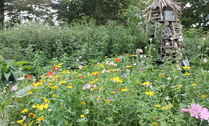 Wlldflower Garden
